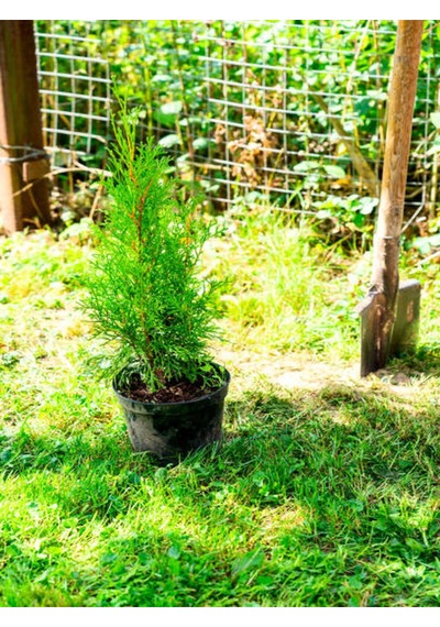 Videolu Limoni Servi Limon Kokulu Limon Çamı 30 40 Cm 1 Adet Saksılı Cupressus Macrocarpa