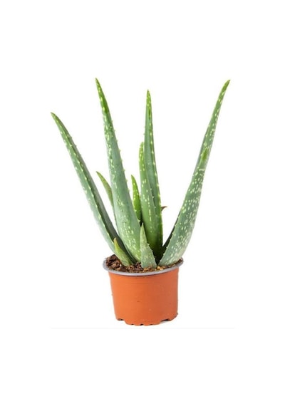 Dolgun Formlu Aloevera 1 Adet Saksılı 13 Cm Saksıda 25-30 Cm Arasında