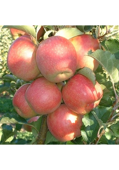 Rose Glow Elma Fidanı Yarı Bodur, 2 Yaş
