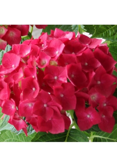 Videolu 4 Adet Kırmızı Ortanca Çiçeği 25-45 Cm Saksılı Çiçekli Bodur Bitkiler Red Hydrangea