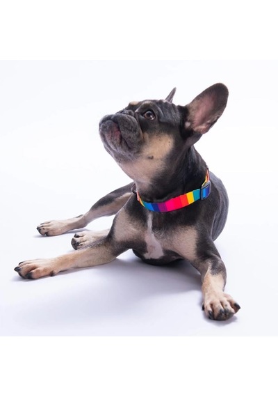 Pawstar Rainbow Boyun Tasması M Boyun Çevresi: 32 Cm X 48 Cm Çok Renkli