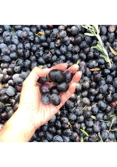 Tüplü Salamuralık Ve Kırmalık Gemlik Zeytin Fidanı