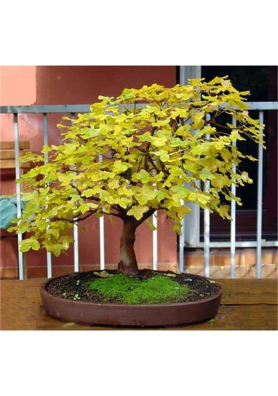 Nadir Ithal Bodur Sarı Üzüm Bonzai Ağacı Tohumu 5 Tohum Bonsai Tohumu