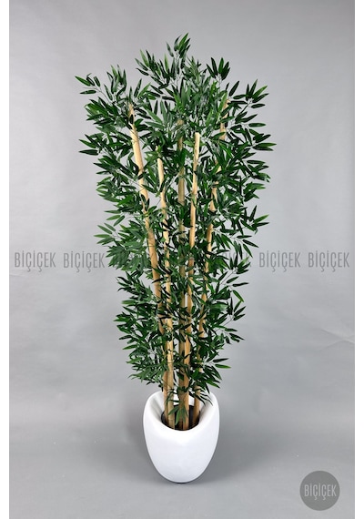 Zen Bambu Ağacı 240 Cm Beyaz Bone Saksıda
