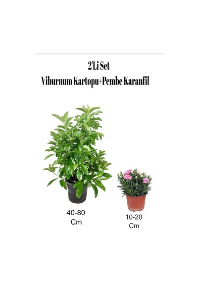 2'li Set Bahçe Dekoratifi Viburnum Kartopu+ Pembe Karanfil Çiçeği Dış Mekan Bitkisi