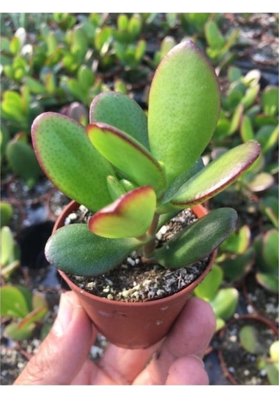 Para Ağacı Kaktüs Sukulent Crassula Ovata - Para Çiçeği Ev Bitkisi