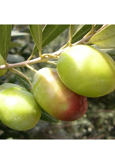 Tüplü Domat Zeytin Fidanı