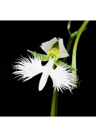 Japon Radiata Orkide Çiçeği Tohumu 5 Tohum +