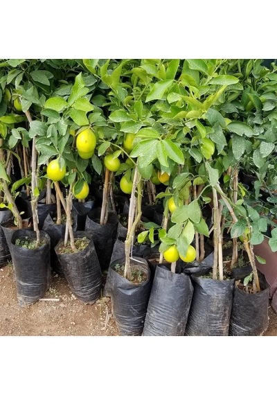 3 Yaş Aşılı Mayer Limon Fidanı, Torbada