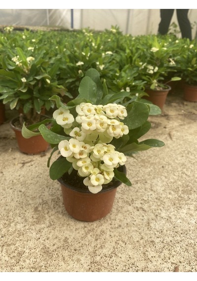 Videolu Milli Dikenler Tacı Beyaz Çiçekli 15 45 Cm Saksılı Kaktüs Euphorbia
