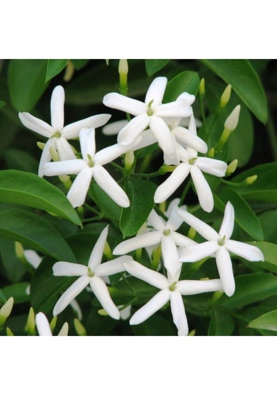 Arap Yasemin 70 Cm+ Boy Jasminum Sambac