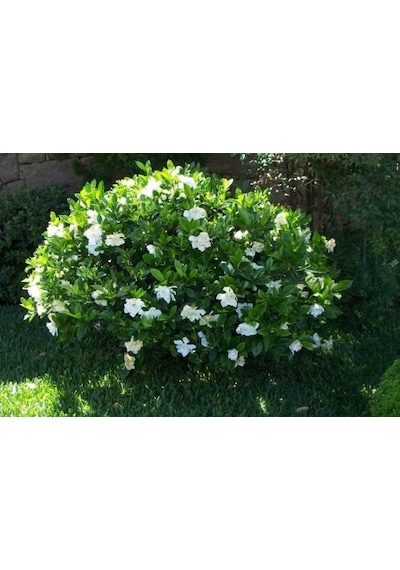 Gardenya Çiçeği  20-30 Cm. Gardenia Jasminoides