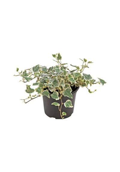 Hedera Helix Duvar Ağaç Sarmaşığı 1 Adet Saksılı 20-40cm Yaprak Güzeli Hediye