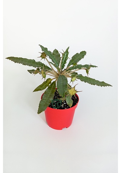Dorstenia Foetida Özel Tür Nadir İlginç Sukulent 8.5 Cm Kırmızı S