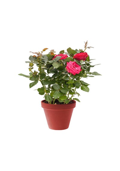 Yediveren Kokulu Pembe Renkli 20 40 Cm 2 Adet Aşılı Gül Pink Rose