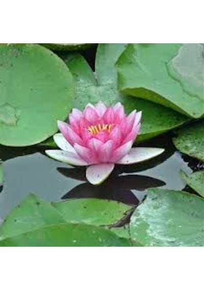 1 Adet Tohum Nadir Bulunan Pembe Lotus Su Çiçeği Tohumu Nilüfer Ç