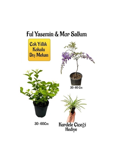 Kokulu Ful Yasemin Çiçeği+mor Salkım Ağacı Fidanı Kurdele Çiçeği Peyzaj Seti