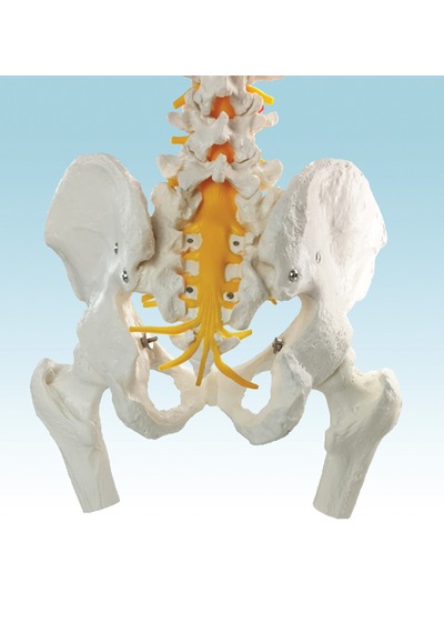 Lüks Esnek Omurga Modeli, Femur Başlı Ve Manyetik Bağlantılı Sakrum Kret, 85 Cm - Omurga Maketi 01