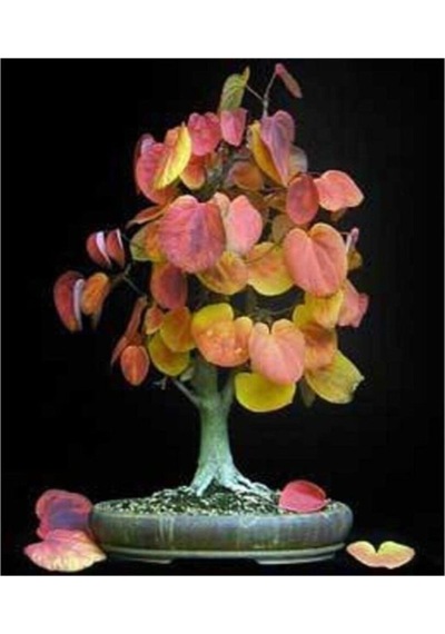 Ithal Katsura Bonsai Ağacı Tohumu Ekim Seti