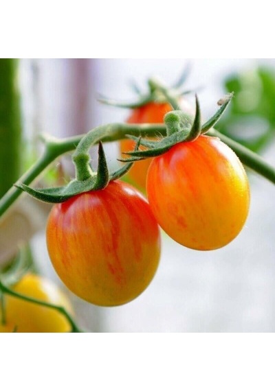 Süper Süpernova Cherry Domates Tohumu 15 Tohum 1 Paket