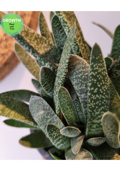 Gasteria Verrucosa Sukulent 1 Adet