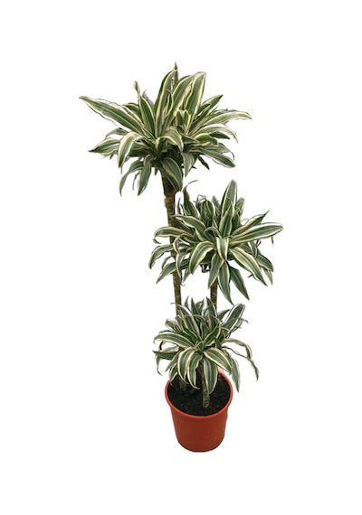 Dracaena Fragrans 'white Jewel' Ø24 Cm Y125-150 Cm