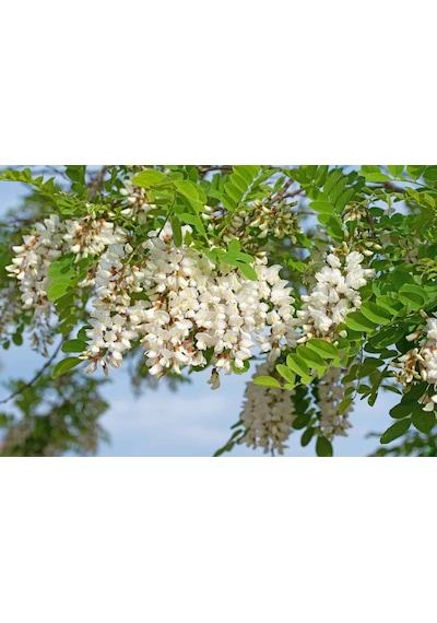 Akasya Fidanı Beyaz Çiçekli Yalancı Akasya - Robinia Pseudo-ac