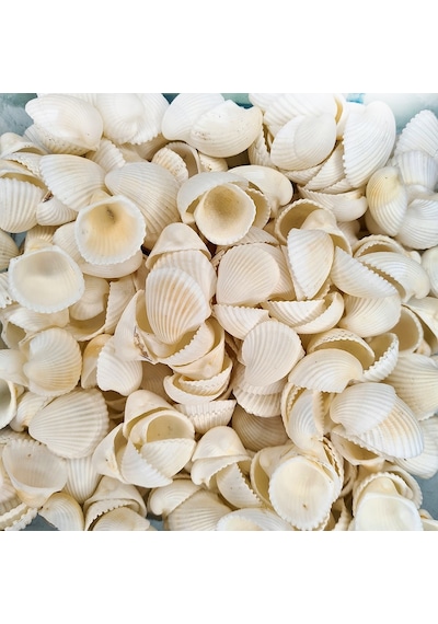 Deniz Kabuğu 500 Gr Paket Clam Rose Cochles -Orta