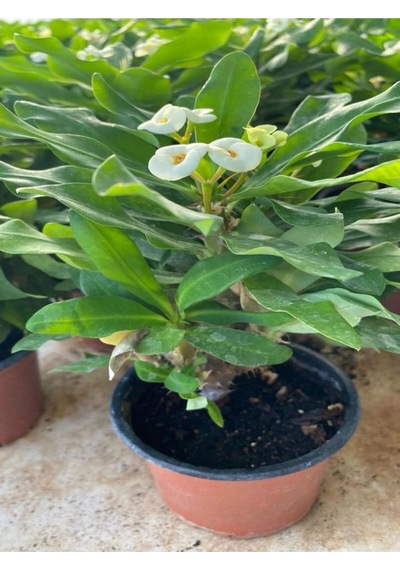 Euphorbia Milii White Dikenler Tacı Beyaz Ev Ofis Salon Iç Mekan Bitkisi - 25 Cm