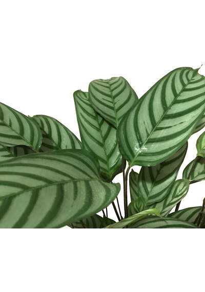 Calathea Majestica 'Exotica' (Dua Çiçeği) Ø17 CM Y70-80 CM