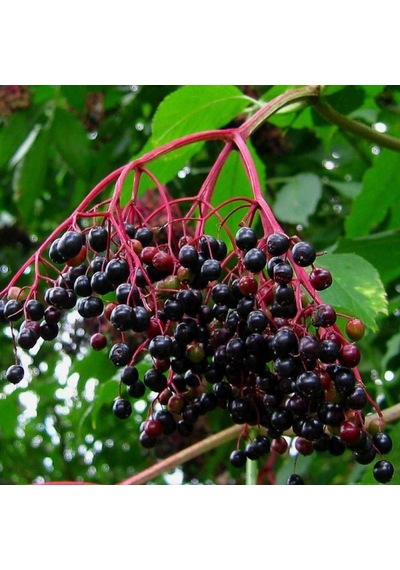 Tüplü Sambucus Nigra Kara Mürver Fidanı-Meyve Verme Durumunda