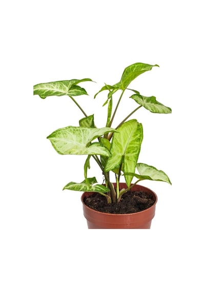 Ok Başı Sarmaşığı 1 Adet Saksılı Melek Kanadı Çiçeği 20-40cm Syngonium