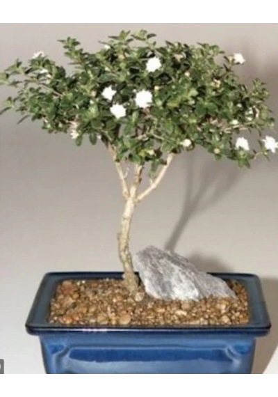 Beyaz Gül Bonzai Ağacı Tohumu 5 Tohum + Bonsai Tohu