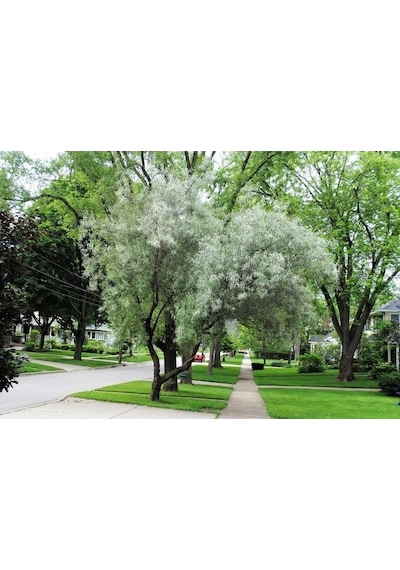 Anadolu İğde Fidanı Elaeagnus Angustifolia 2 Adet