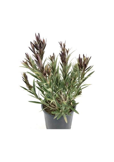 Bodur Zakkum-kırmızı 35-45 Cm