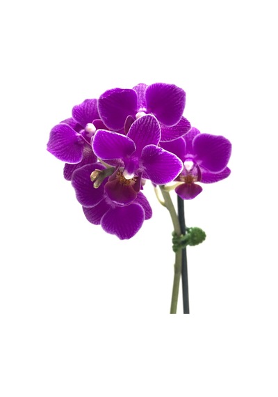 Phalaenopsis Paars (Mor Orkide) 5.5 CM 20-25 CM