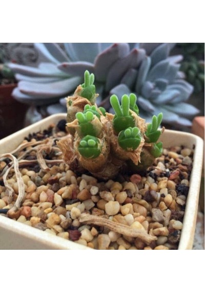 10 Adet Rabbit Ear Shape Rare Succulent Tohumu