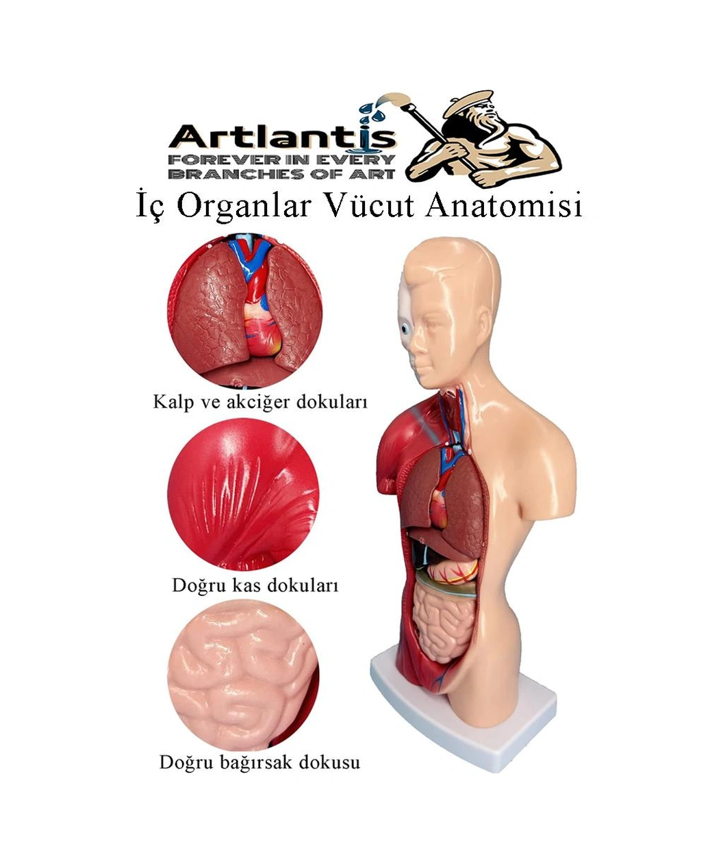 İnsan Organ Maketi 45 Cm 1 Adet İnsan Anatomi Modeli 15 Parça Sök Tak İnsan İç Organları Tıbbi Model Vücut