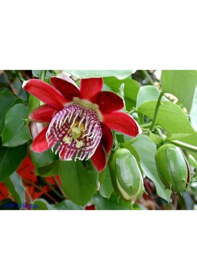 Ithal Pasiflora Quadrangularis Tohumu Ekim Seti