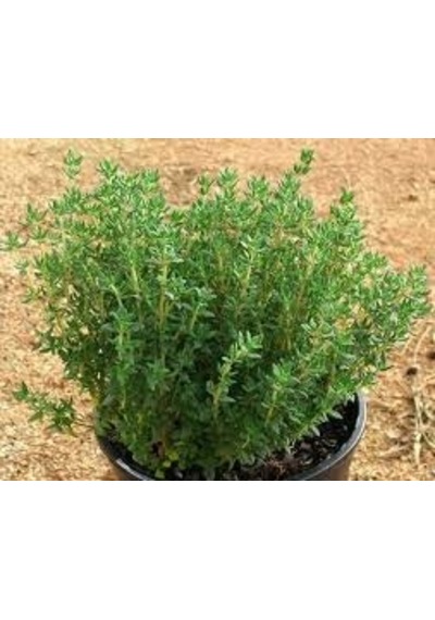 20 Adet Biberiye Fidanı Rosmanirus Officinalis Dahil
