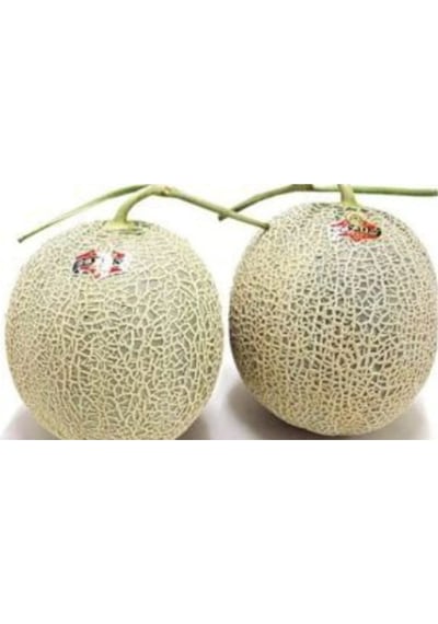 Saksılık Japon Kavunu Tohumu Ekim Seti