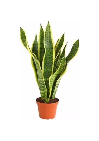 Videolu Sarılı Paşa Kılıcı Çiçeği Fidanı 40-55 Cm Saksılı Çiçekli Bodur Bitkiler Sansevieria Diğer