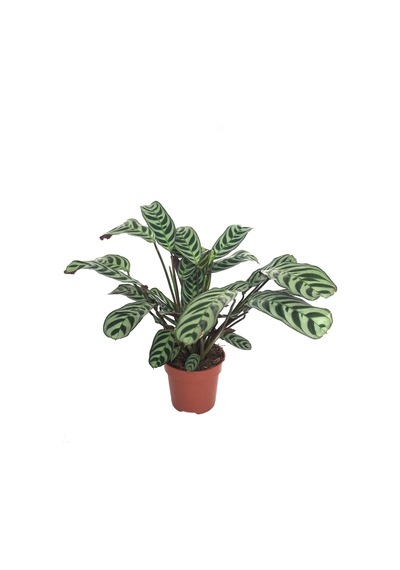 Ctenanthe 'Burle Marxii' Ø12 CM H20-25 CM