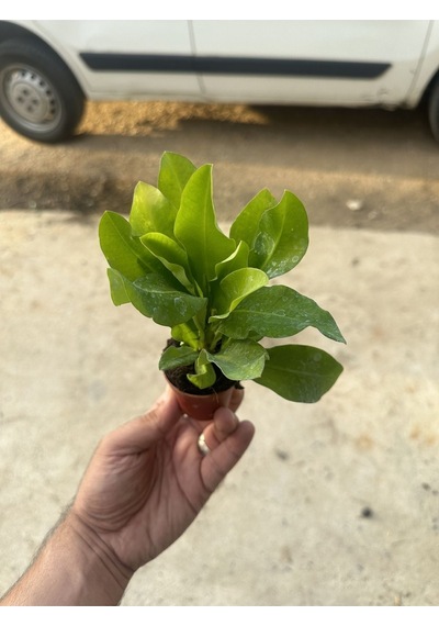 Sarı Dikenler Tacı Milli 15 -20 Cm Mini Boy