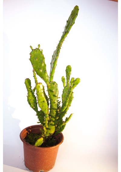 Opuntia Monacantha İnciri Kaktüsü Tekli 8,0 Cm Saksıda