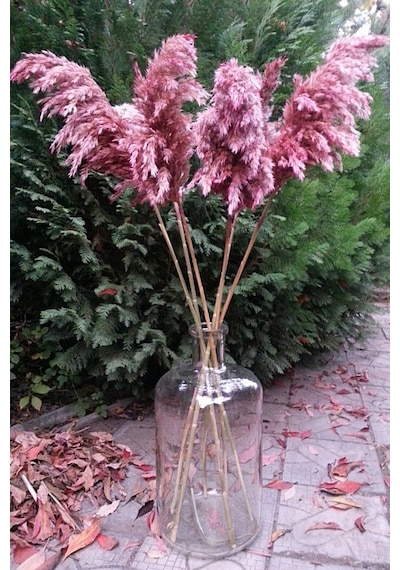 8'li Büyük Demet Pampas Pembe 100cm Boyunda