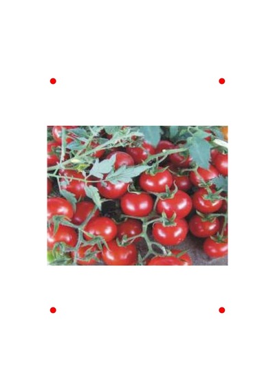 Domates Cherry Tohumu - 100 Adet