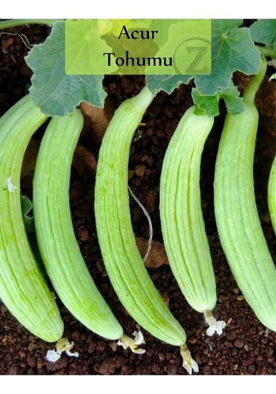 Acur Tohumu 1 Paket 1. Kalite Tohum Kapalı Paket Tohum Acur