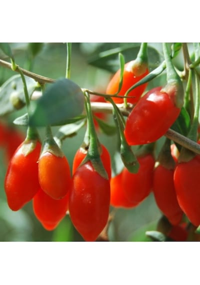 Kırmızı Goji Berry Fidanı 5 Adet