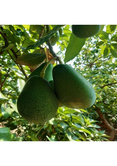 Clifton Avokado 1 KG